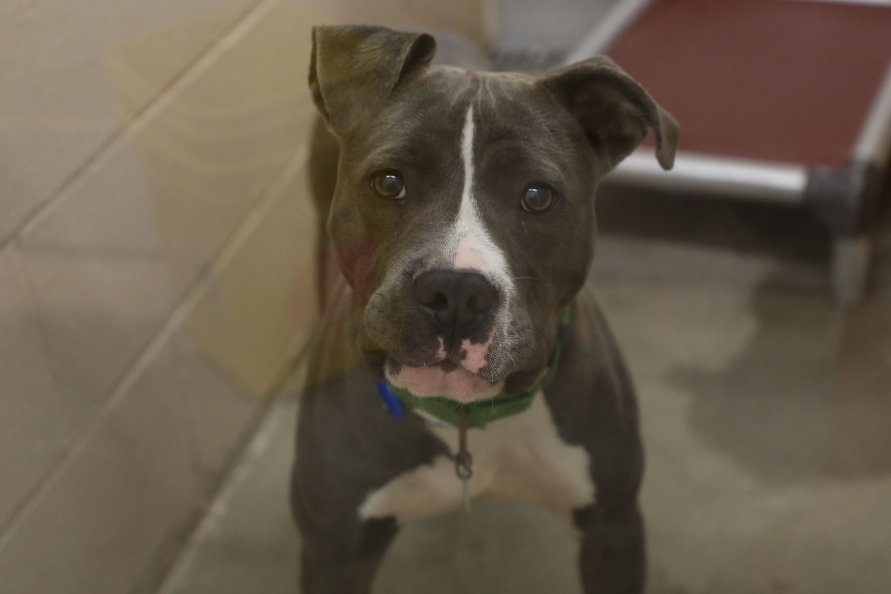 Lee County Humane Society pets for adoption